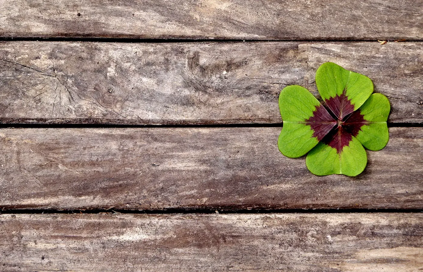 Klavertje vier, symbool voor werkgeluk